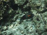 Snorkeling at Cpt Cook Monument
